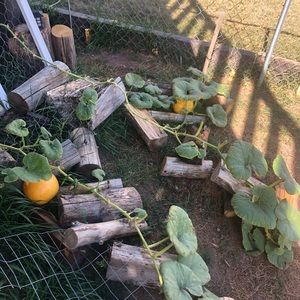 Meet your Posher, Dollface